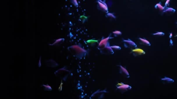 Medusas Brillantes Nadan Acuario Agua Azul Fondo Medusas Transparentes Bajo — Vídeos de Stock