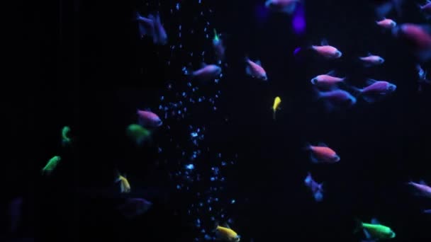 Glänzende Qualle Schwimmt Einem Aquarium Blaues Wasser Hintergrund Transparente Qualle — Stockvideo