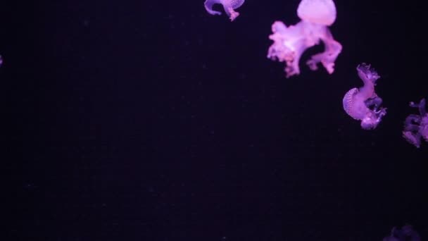 Shiny Jellyfish Swims Aquarium Blue Water Background Transparent Jellyfish Underwater — Stock Video