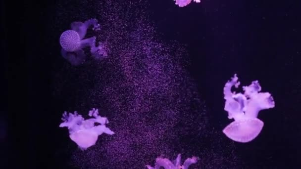 Méduses Brillantes Nage Dans Aquarium Eau Bleue Fond Méduses Transparentes — Video