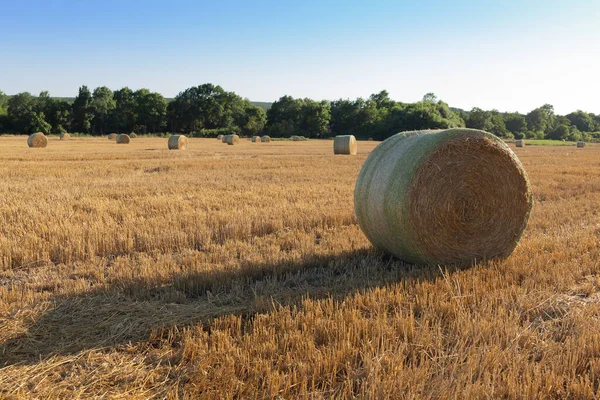 Heuballen Sommer Nach Der Ernte Stockbild