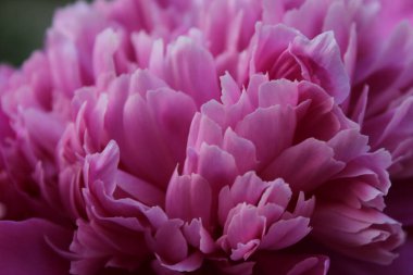 Pink peony close-up for wallpapers