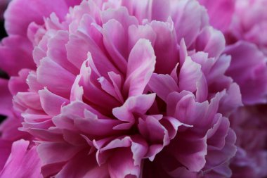 Pembe şakayık yakın plan.