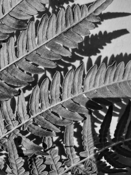 シナモンフェーンの葉と黒と白の壁に影 — ストック写真