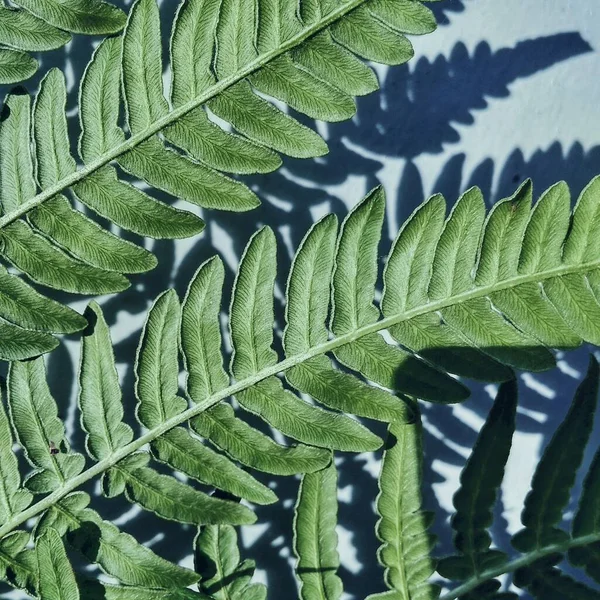 Zielony Liść Paproci Cynamonowej Jej Cień — Zdjęcie stockowe