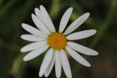 Beyaz, vahşi papatya. Yaklaş.