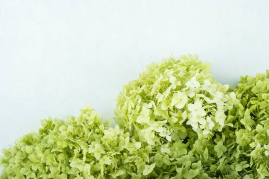 açık renkli ortancaların güzel çiçek arkaplanı, üst görünüm, metin için alan. Kadınların bahar tatili için arka plan