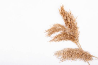 Beyaz arka planda izole edilmiş buğday kulakları. Metin için alanı olan ekin kavramı