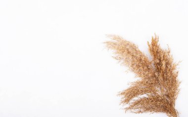 Beyaz arka planda izole edilmiş buğday kulakları. Metin için alanı olan ekin kavramı