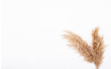 Beyaz arka planda izole edilmiş buğday kulakları. Metin için alanı olan ekin kavramı