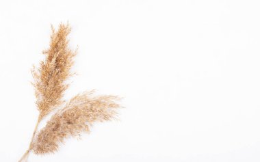 Beyaz arka planda izole edilmiş kuru otlardan yapılmış kuru kulaklar. Dekorasyon için bitkiler ve metin için yer