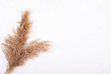 Beyaz arka planda izole edilmiş kuru otlardan yapılmış kuru kulaklar. Dekorasyon için bitkiler ve metin için yer