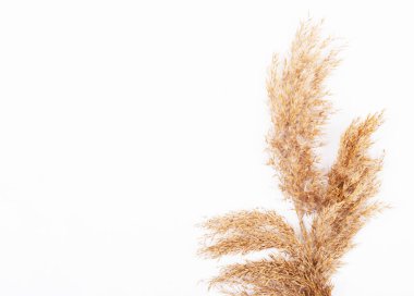 Beyaz arka planda izole edilmiş kuru otlardan yapılmış kuru kulaklar. Dekorasyon için bitkiler ve metin için yer