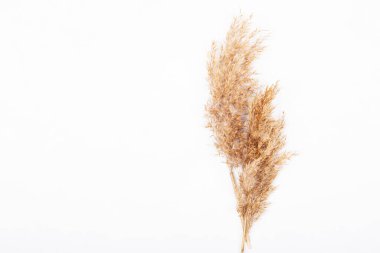 Beyaz arka planda izole edilmiş kuru otlardan yapılmış kuru kulaklar. Dekorasyon için bitkiler ve metin için yer