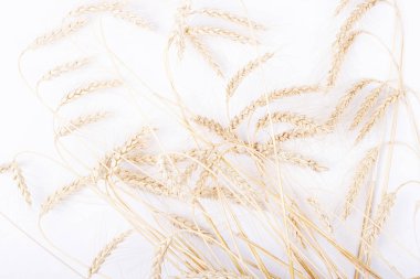 Beyaz arka planda bir avuç altın buğday kulağı. Sonbahar ve hasat kavramı