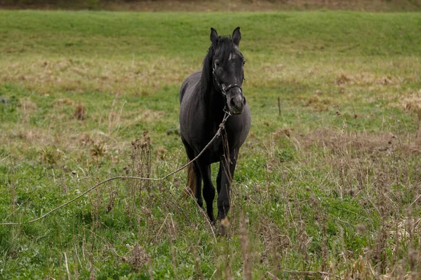 Zwart Paard Een Groen Veld — Stockfoto