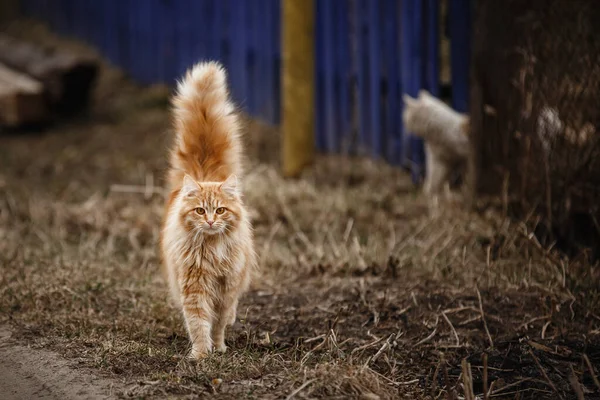 Gato Rojo Calle — Foto de Stock