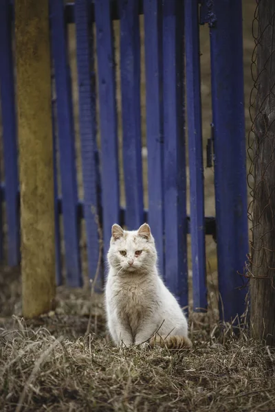Gato Branco Cerca Azul — Fotografia de Stock