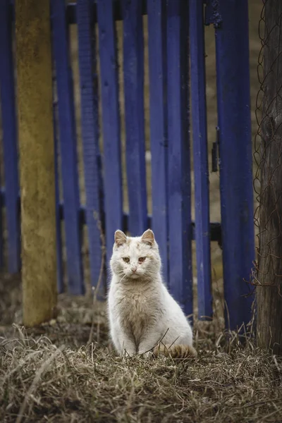 beyaz kedi ve mavi çit