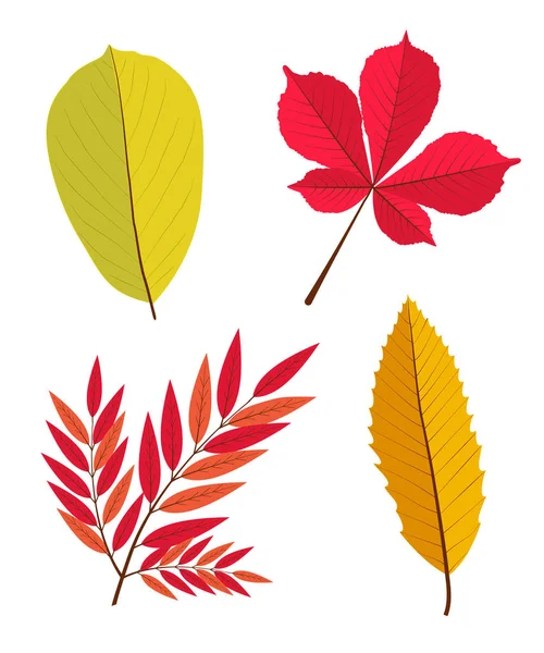Коллекция Осенних Листьев Выделенных Белом — стоковый вектор