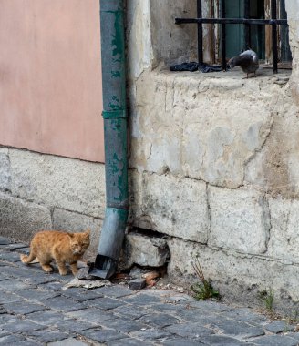 Kentsel alandaki neşeli kızıl kedi.