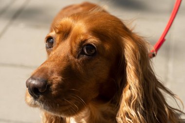 Genç ve sevimli köpeğin kahverengi kürkü var.