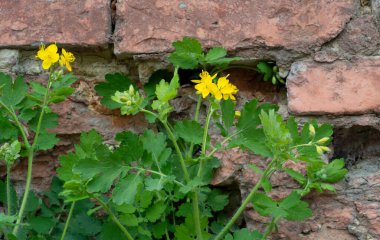 Bahçe ağaçlarının ve çiçeklerin uyanışı. İlk bahar çiçekleri.