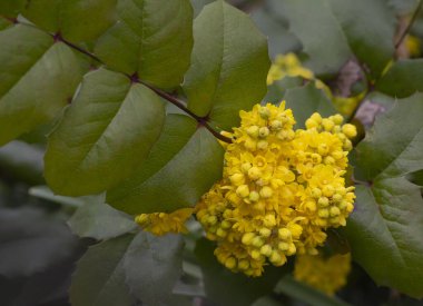 Bahçe ağaçlarının ve çiçeklerin uyanışı. İlk bahar çiçekleri.