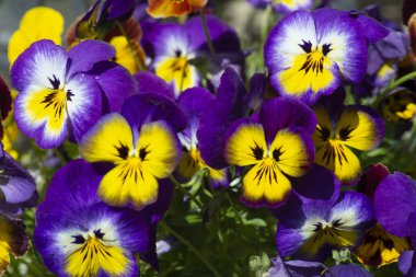 Bahçe ağaçlarının ve çiçeklerin uyanışı. İlk bahar çiçekleri.