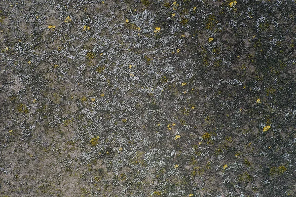Vieux Mur Béton Recouvert Lichen — Photo