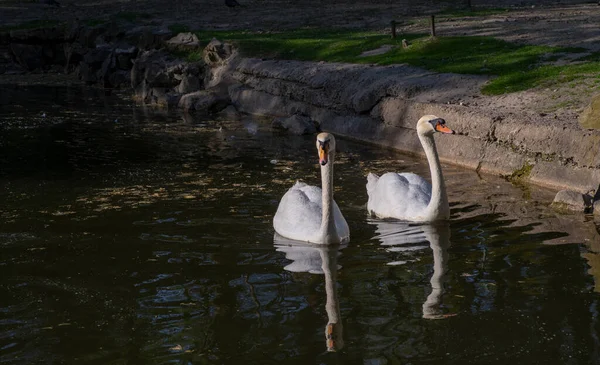 Dos Cisnes Blancos Flotan Lago —  Fotos de Stock