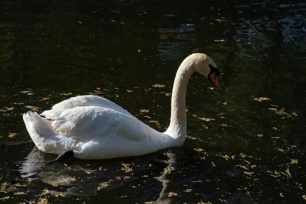 Cisne Blanco Flota Lago —  Fotos de Stock