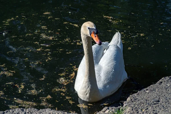 Cisne Blanco Flota Lago —  Fotos de Stock