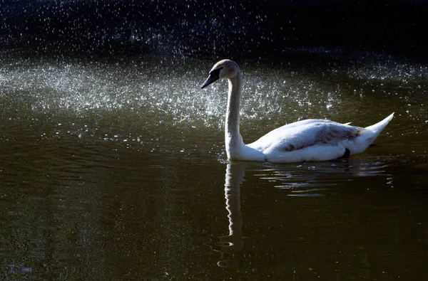 Een Witte Zwaan Drijft Het Meer — Stockfoto