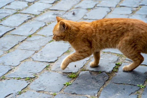 Παιχνιδιάρικη Γάτα Τζίντζερ Στον Αστικό Χώρο — Φωτογραφία Αρχείου