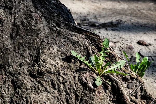 Joven Diente León Crece Las Raíces Del Árbol — Foto de Stock