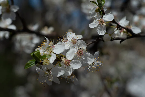 Bahçe Ağaçlarının Güzel Çiçekleri Bahar Çiçekleri — Stok fotoğraf