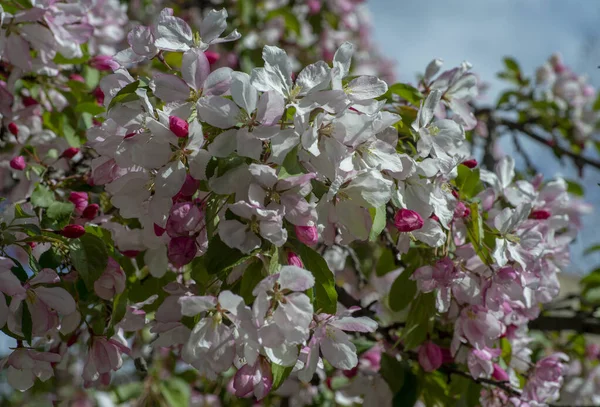 Uppvaknande Trädgårdsträd Och Blommor Första Vårblommorna — Stockfoto