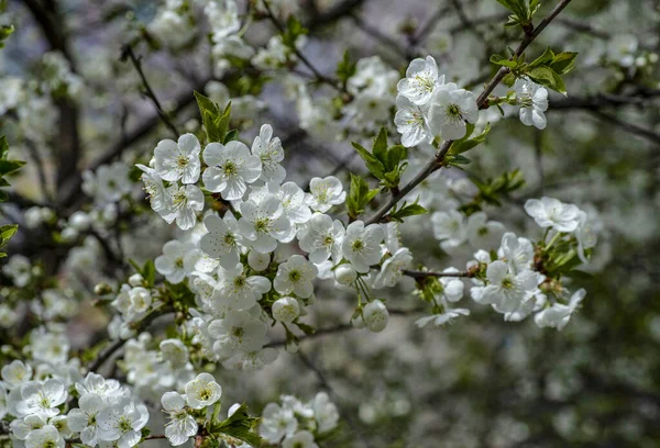 Bahçe Ağaçlarının Çiçeklerin Uyanışı Bahar Çiçekleri — Stok fotoğraf