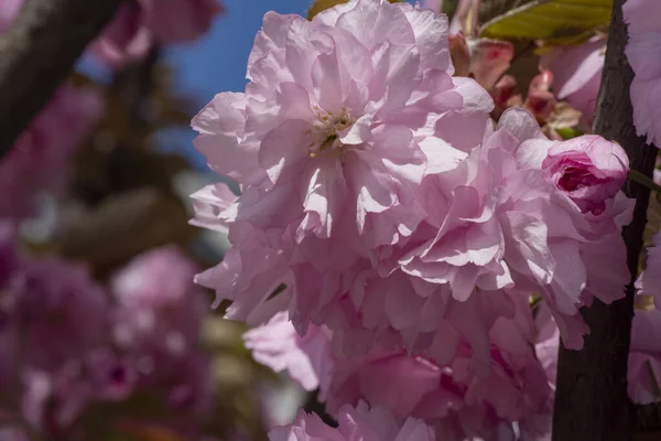 Baharda Kanzan Kiraz Ağacının Pembe Çiçekleri Yumuşak Pembe Çiçekli Japon — Stok fotoğraf