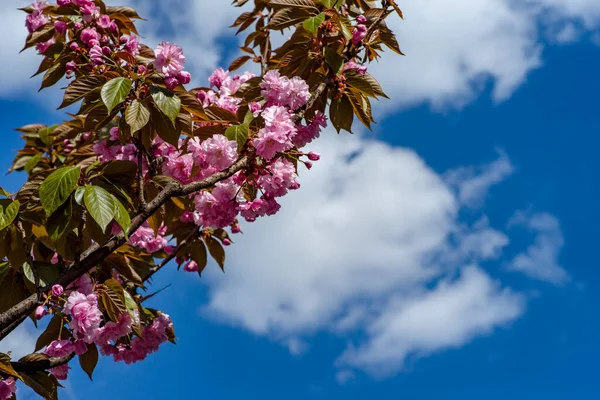 Baharda Kanzan Kiraz Ağacının Pembe Çiçekleri Yumuşak Pembe Çiçekli Japon — Stok fotoğraf