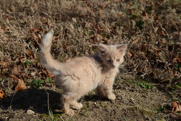 Seorang Anak Kucing Ginger Main Main Antara Daun Musim Gugur — Stok Foto