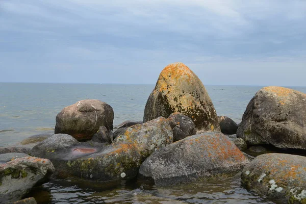 Oever Van Het Meer Textuur Van Steen Overgroeid Met Mos — Stockfoto