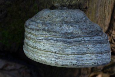 Ahşap bir arka planda Chaga (raf mantarı). Naturopati. Alternatif tıp