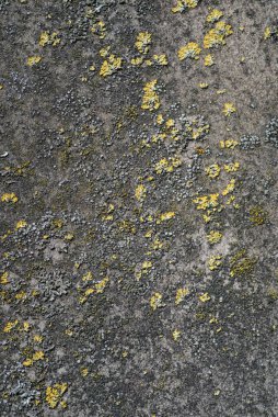 Eski duvarın dokusu aşınmış arka planda liken var..