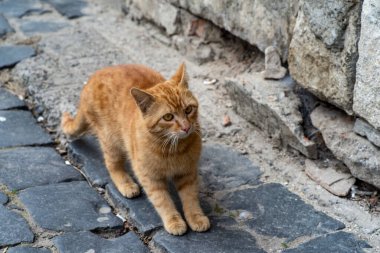 Şehir uzayı arasında şakacı bir kızıl kedi.