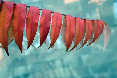 Bir sonbahar günü kırmızı sarı yapraklı Sumah ağacı dalı