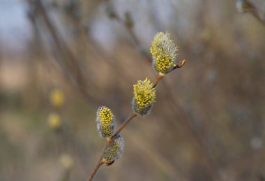 Bahar güneşi söğüt ağacını uyandırdı.