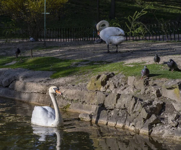Dos Cisnes Blancos Junto Agua Parque Primavera Vida Silvestre —  Fotos de Stock