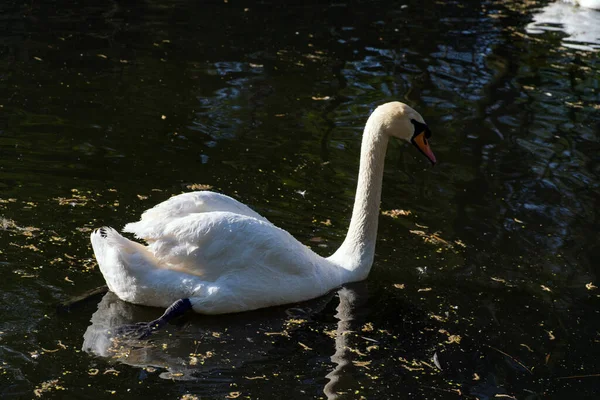 Cisne Nada Lago Pájaro Salvaje —  Fotos de Stock